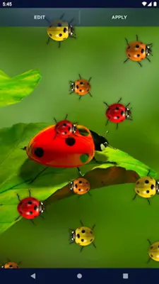 Cute Ladybug Live Wallpaper android App screenshot 0