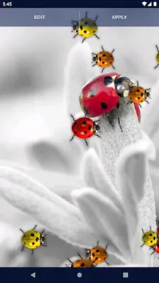 Cute Ladybug Live Wallpaper android App screenshot 1