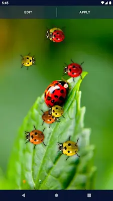 Cute Ladybug Live Wallpaper android App screenshot 2