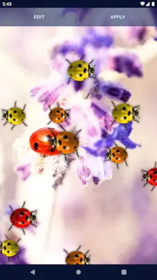 Cute Ladybug Live Wallpaper android App screenshot 3