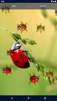 Cute Ladybug Live Wallpaper android App screenshot 4